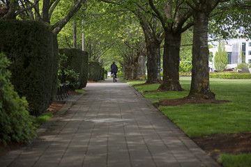 Fototapeta premium Backside view of man riding a bike on a shaded paved path in the park under trees, partial view of sky and sky view