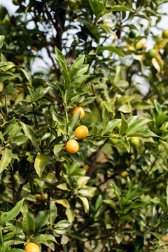 Kunquat