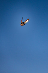An osprey hangs in mid-air just before it dives down to capture its prey