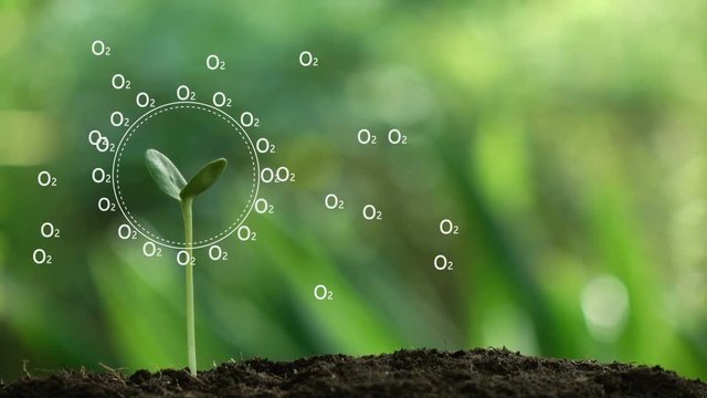 Planting a tree and Oxygen hologram for save the earth and natural , clean ecology in natural.