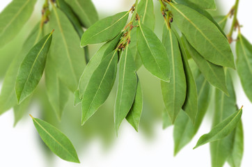 Green Laurel branches