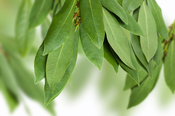 Green Laurel branches