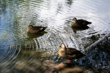 ducks
