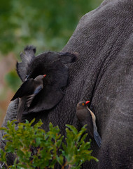 Cow_Birds-on_Elephant