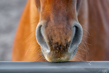 Horses nose touching top rail of fence