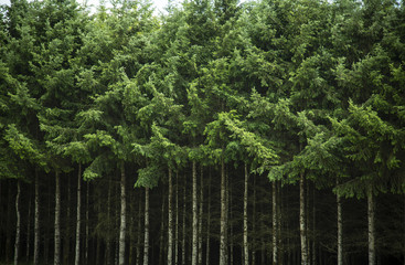 Isolated view of a Dense Row of Tall Douglas Fir Christmas Trees