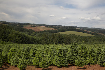 Fototapeta premium Close Up and Distant View of Rows of Young Douglas Fir Christmas Tree Farm, Spring, Rich Soil, Pale Blue Sky with Clouds and Rolling Hills and Trees in Background - Willamette Valley, Oregon