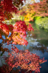 Autumn colour at Eikando Zenrinji Temple, Kyoto, Japan