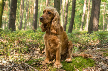 English Cocker Spaniel dog in the forest