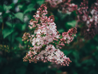 Inflorescence of lilac in a low key.