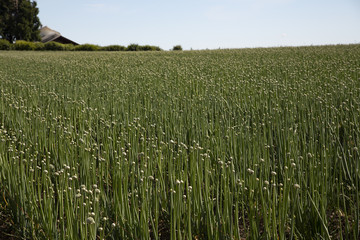 Field with rows of wild onions, rich soil, pale blue sky and top of weathered barn and trees in background