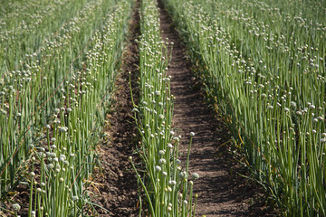 Fototapeta na wymiar Isolated view, field with rows of wild onions, rich soil, no sky