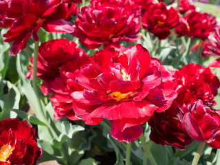 Inflorescence of tulips.