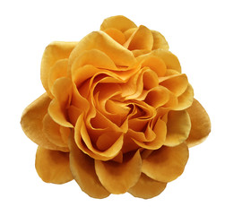 Orange rose flower on a white isolated background with clipping path.Closeup no shadows. Nature.