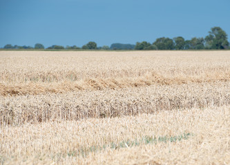 Fototapeta premium Getreideernte auf einem Kornfeld bei blauem Himmel