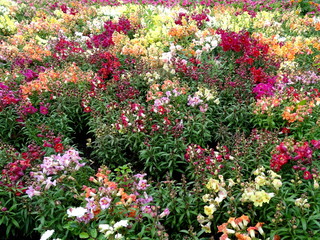 Multi-colored snapdragon on the flowerbed