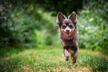 Hund Chihuahua rennt auf Wiese Weg mit Bäumen im Hintergrund im Sommer bei Sonnenschein