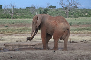 A solitary elephant strolls along the savanna of the Tsavo National Park