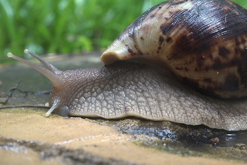 The grape snail crawls on a wet stone after a rain