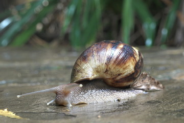 The grape snail crawls on a wet stone after a rain