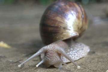 The grape snail crawls on a wet stone after a rain