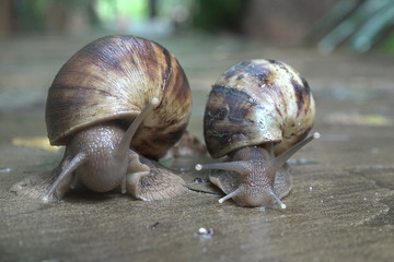 The grape snail crawls on a wet stone after a rain