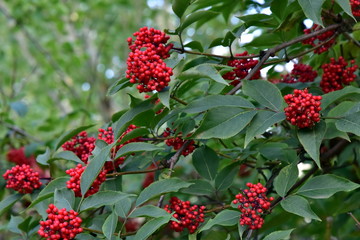 The clusters of berry on a rowan tree. Close up. Rowan berry