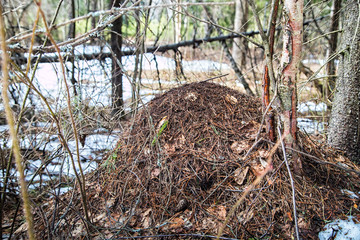 Obraz premium Ant hill in a pine forest in early spring