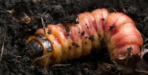 Goat moth, Cossus cossus larva in earth, macro photo 