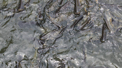 Many snakes fish in the river.