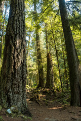 Fototapeta premium tall and straight trees in the forest on a sunny day