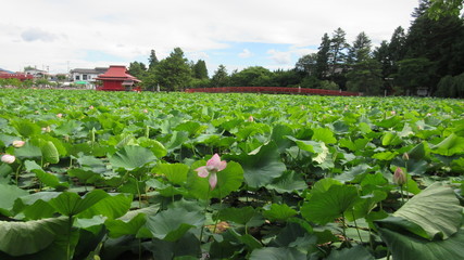 猿賀神社の蓮池