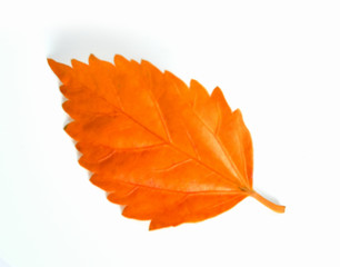 Autumn leaf on white background