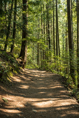 Obraz premium sun cast shadow on the path in the forest surrounded by tall tress 