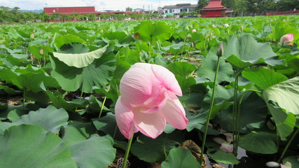 猿賀公園の蓮池の花
