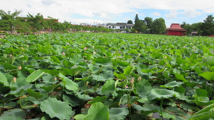 猿賀神社の蓮池