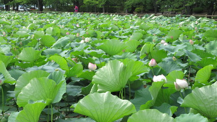 猿賀神社の蓮池