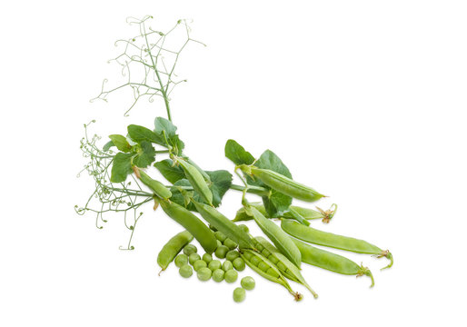 Pea branches with pods, plucked pods and husked green peas