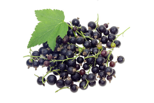 Blackcurrant with leaf on a white background