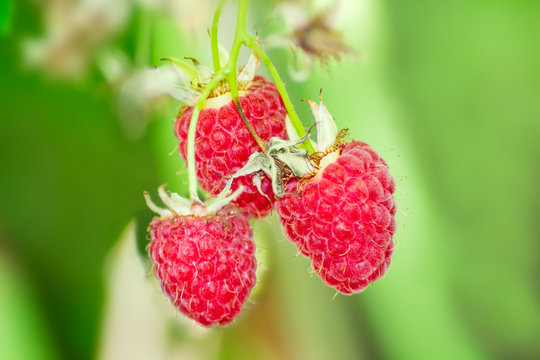 Berries of the raspberries on branch closeup at selective focus