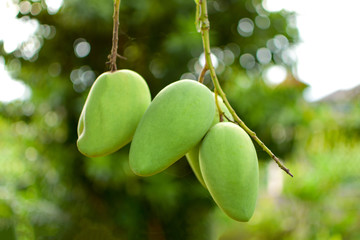 Mango tree in the garden