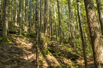 sun light shedding through the foliage in the forest