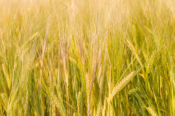 Background of the ears of ripening barley close-up
