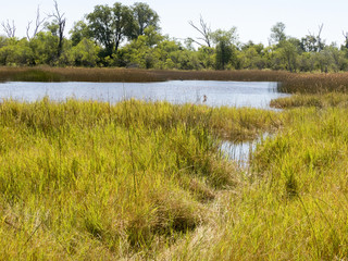 Obraz premium Muddy landscape in Moremi National Park, Botswana