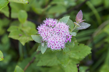 シモツケ（鳥取県大山）
