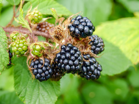 Wild blackberry close-up at selective focus