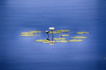 Blooming water lily, in the swamp Moremi National Park, Botswana