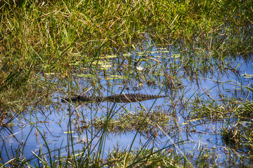 Nile Crocodile, Crocodylus niloticus, Moremi National Park, Botswana