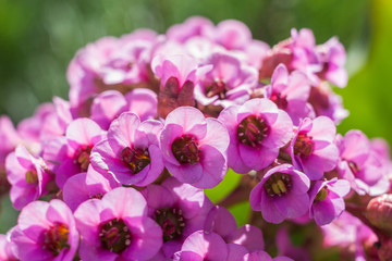 Flowers of balanquin