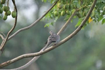 Spotted Dove on a Tree